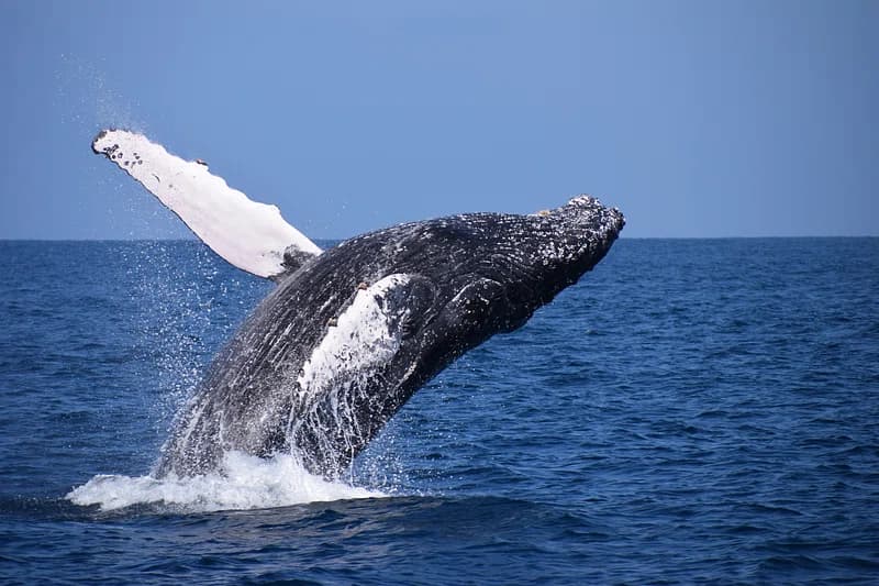 Whale Watching