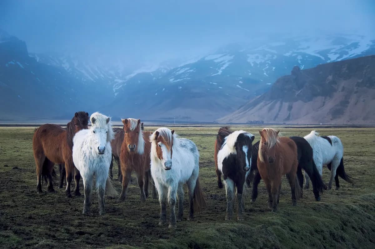 Icelandic horses