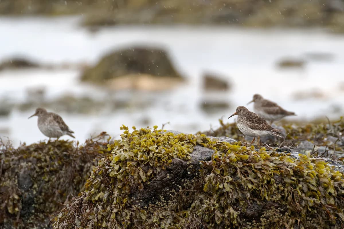 Purple sandpiper at Ytri Tunga Beach