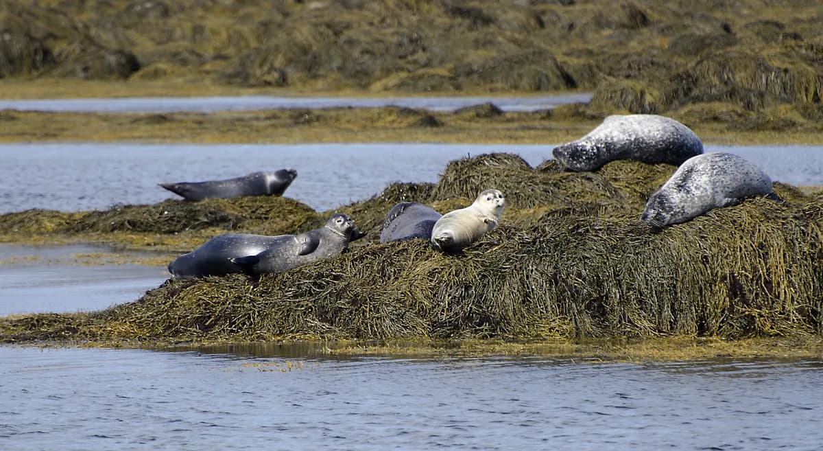 Seal at Ytri Tunga colony