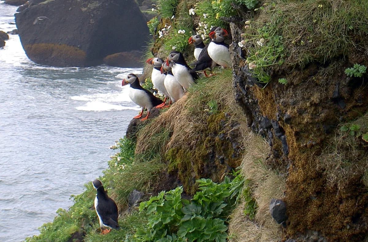 Atlantic puffin in Iceland