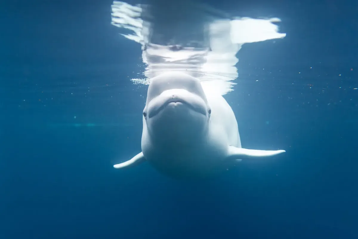 Beluga whale underwater