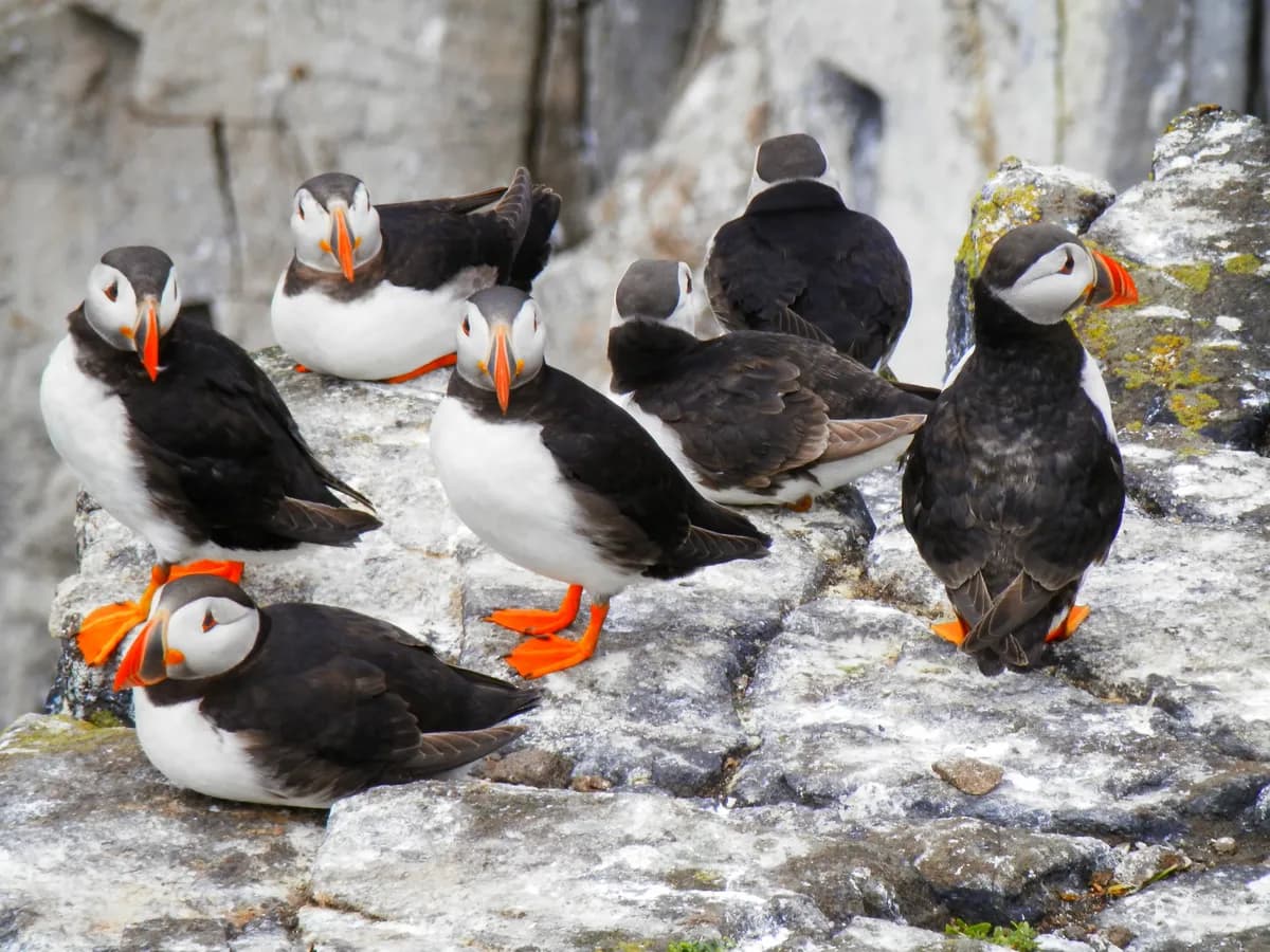 Puffins in the Westman Islands